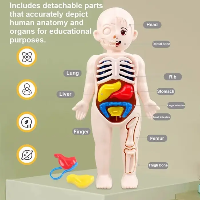 Jouets Montessori pour enfants, éducation scientifique, modèle d'anatomie d'organes du corps humain,